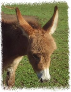 Miniature Mediterranean Donkey Rio