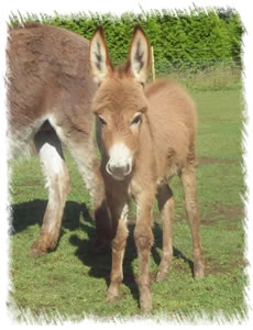 Rio - Red coated Miniature Mediterranean Donkeys