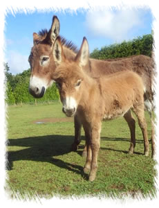 Miniature Mediterranean Donkeys - Rose (Jenny) with foal Rio