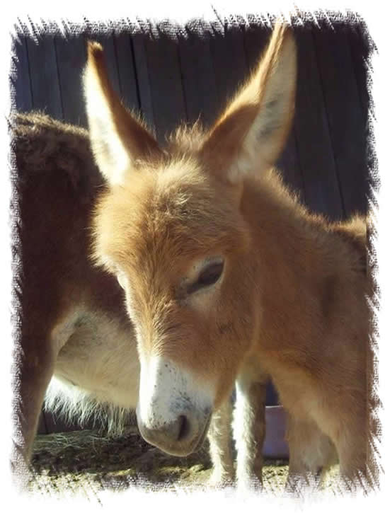 Rio - Miniature Mediterranean Donkey Foal For Sale