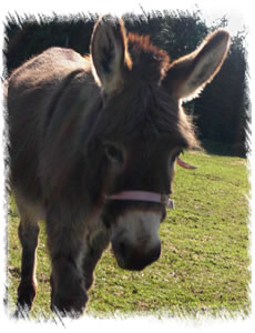 Breeding Jenny Rose - Miniature Mediterranean Donkey at Surrey Stud