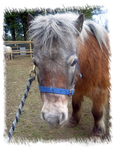 Breed: Miniature Shetland Ponies - This is Sorella a Miniature Shetland Pony registered with the International Horse and Pony Society
