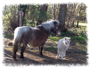 Breed Miniature Horse - Tiny foal 'Ronnie' with mother Sorella at the stud of Surrey Family Pets near Weybridge Surrey