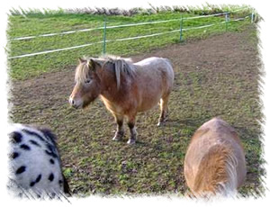 Miniature Shetland Ponies - Surrey Family Pets are breeders of a range of miniature animals including Shetland Ponies