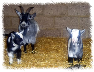 Breed: Pygmy Goats - Kids for sale named Chopsticks & noodles - Goat (mother) named storm is also foe sale