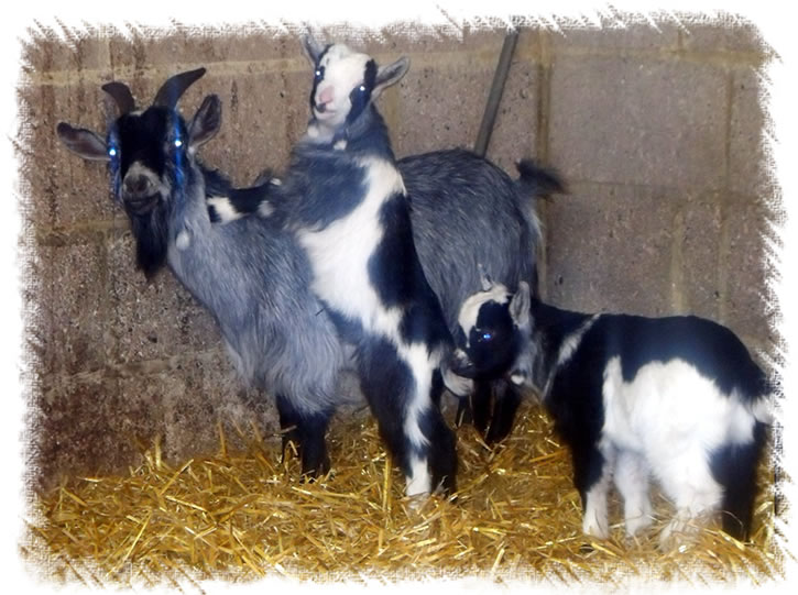 Photo of Pygmy Goat Strorm and her Kids called Chopsticks & Noodles - from Surrey Family Pets near Weybridge Surrey - Breeders of Pygmy Goats