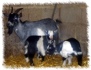 Pygmy Goat Strorm and her Kids for sale (named Chopsticks & Noodles) - from Surrey Family Pets near Weybridge Surrey - Breeders of Pygmy Goats