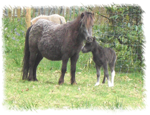 Miniature Horse Windmill Miss Muffet with her foal Anastasia born at the Stud of Surrey Family Pets near Ottershaw Surrey