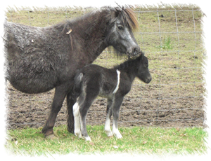 Foal Anastasia is half American half English Miniature horse.