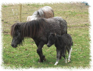 Miniature Horse Windmill Miss Muffet with her foal Anastasia born at the Stud of Surrey Family Pets near Weybridge Surrey