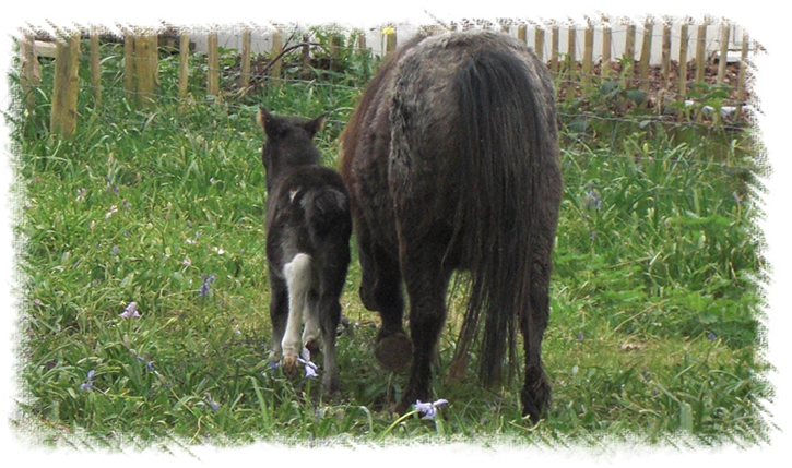 Lovely photo of Miniature Horse Windmill Miss Muffet with her foal Anastasia born at the Stud of Surrey Family Pets near Weybridge Surrey