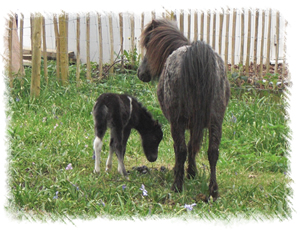 Miniature Horse Windmill Miss Muffet with her foal Anastasia born at the Stud of Surrey Family Pets near Woking Surrey