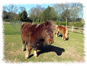 Breed Miniature Horse - Tanzanite Burgundy Rose, a skewbald in foal at the stud of Surrey Family Pets near Weybridge Surrey