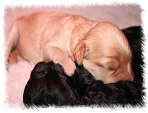 Miniature Australian Labradoodles - Puppies for Sale