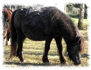 Breed Miniature Horse - Windmillfarm Miss Muffet at the stud of Surrey Family Pets near Weybridge Surrey