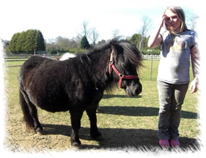Breed Miniature Horse - Woodcotes Bluebell in foal at the stud of Surrey Family Pets near Weybridge Surrey